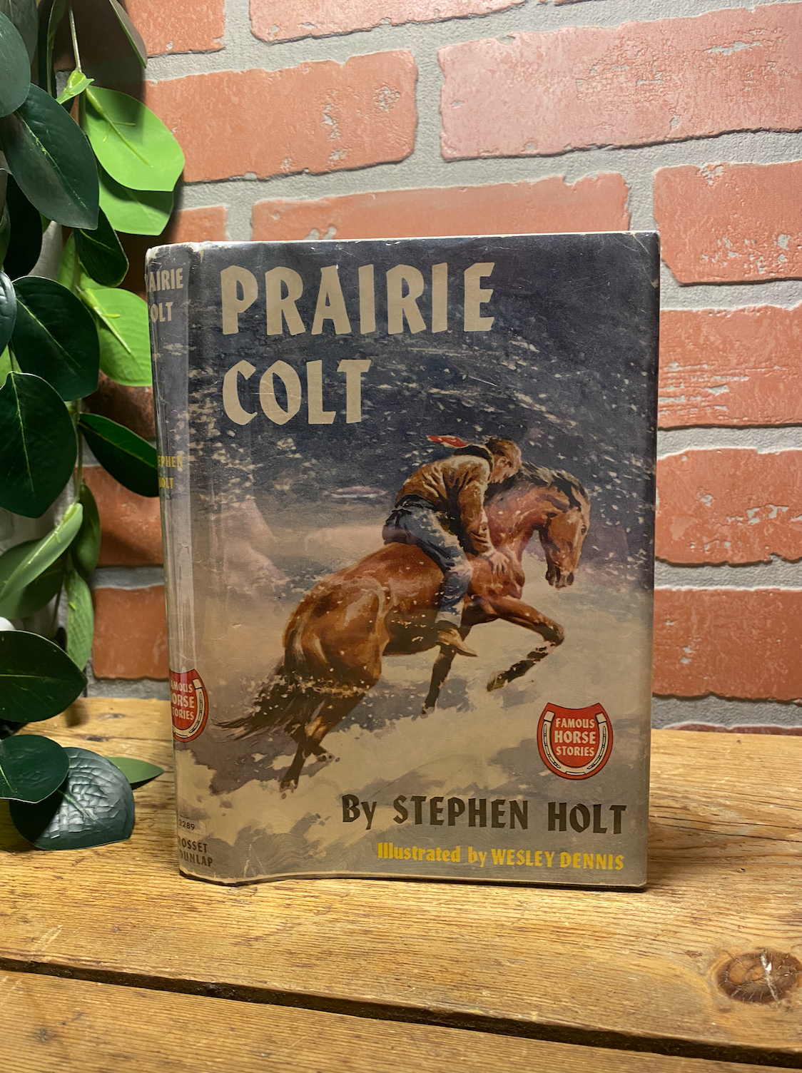 Prairie Colt