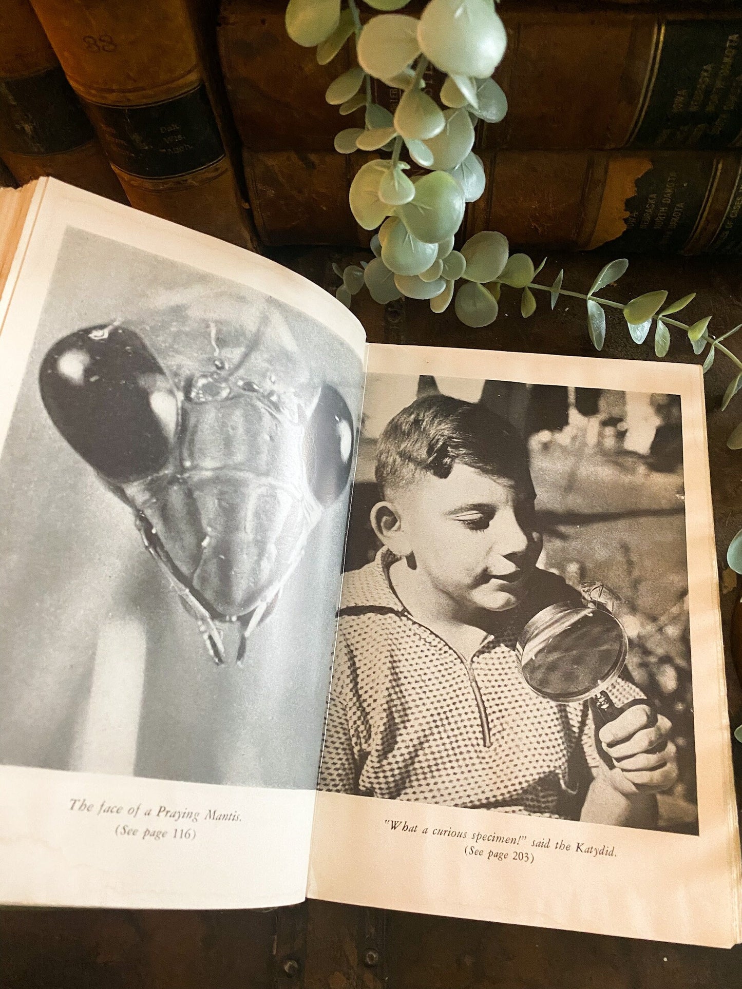 The Boy's Book of Insects